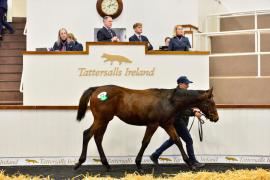 Tattersalls Sapphire Sale 24 - Lot 976 Persian Force