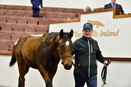 Tattersalls Sapphire Sale 24 - Lot 976 Persian Force