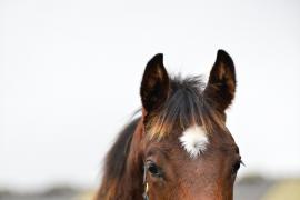 Tattersalls Sapphire Sale 24 - Lot 976 Persian Force