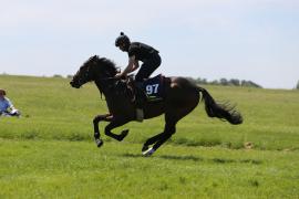 Lot  97 TIG2082Tattersalls