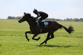 Lot  98 TIG1927Tattersalls