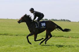 Lot  99 TIG1010Tattersalls