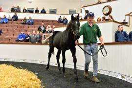 Tattersalls NNH 24 - Jeu St Eloi Lot 156