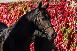 Tattersalls SYL 24 - Lot 101