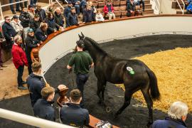 Tattersalls SYL 24 - Lot 101