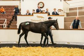 Tattersalls SYL 24 - Lot 101