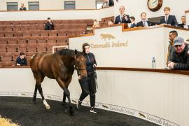 Tattersalls SYL 24 - Lot 111