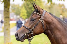 Tattersalls SYL 24 - Lot 11