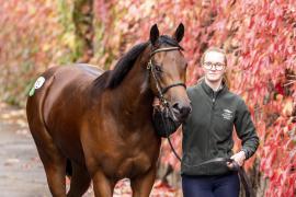 Tattersalls SYL 24 - Lot 11