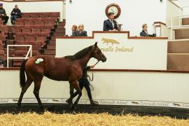 Tattersalls SYL 24 - Lot 11