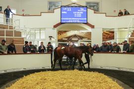 Tattersalls SYL 24 - Lot 11