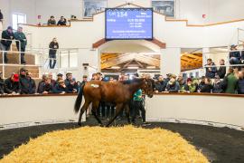 Tattersalls SYL 24 - Lot 154