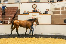 Tattersalls SYL 24 - Lot 157