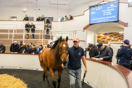 Tattersalls SYL 24 - Lot 157