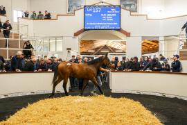 Tattersalls SYL 24 - Lot 157