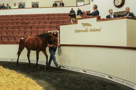 Tattersalls SYL 24 - Lot 17