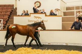 Tattersalls SYL 24 - Lot 201