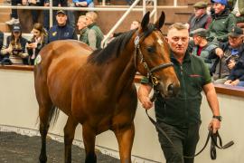 Tattersalls SYL 24 - Lot 201