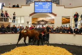 Tattersalls SYL 24 - Lot 201