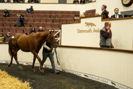 Tattersalls SYL 24 - Lot 231