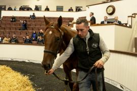 Tattersalls SYL 24 - Lot 231