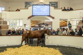 Tattersalls SYL 24 - Lot 231