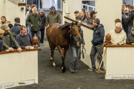 Tattersalls SYL 24 - Lot 233