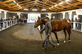 Tattersalls SYL 24 - Lot 233