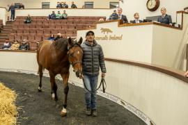 Tattersalls SYL 24 - Lot 233