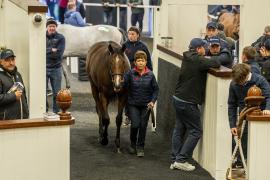 Tattersalls SYL 24 - Lot 244