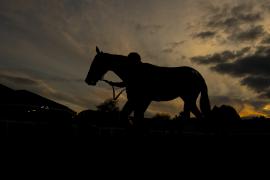 Tattersalls SYL 24 - Lot 244