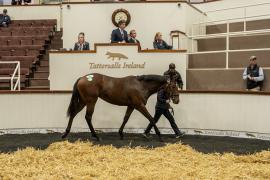 Tattersalls SYL 24 - Lot 244