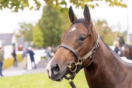 Tattersalls SYL 24 - Lot 295