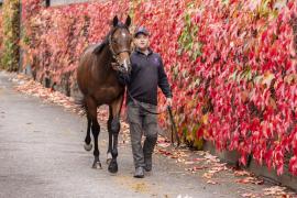 Tattersalls SYL 24 - Lot 295