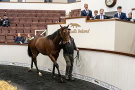 Tattersalls SYL 24 - Lot 295