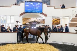 Tattersalls SYL 24 - Lot 295