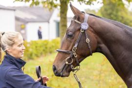 Tattersalls SYL 24 - Lot 301