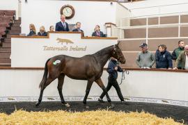 Tattersalls SYL 24 - Lot 301