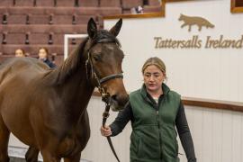 Tattersalls SYL 24 - Lot 306