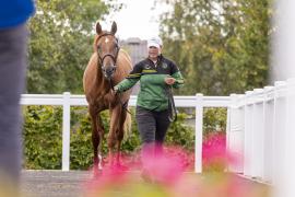 Tattersalls SYL 24 - Lot 316