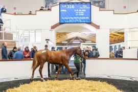 Tattersalls SYL 24 - Lot 316