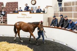 Tattersalls SYL 24 - Lot 321