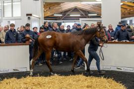 Tattersalls SYL 24 - Lot 321