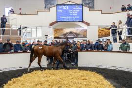 Tattersalls SYL 24 - Lot 321