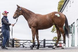 Tattersalls SYL 24 - Lot 321