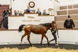 Tattersalls SYL 24 - Lot 381