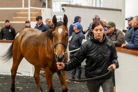 Tattersalls SYL 24 - Lot 381