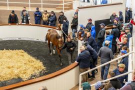 Tattersalls SYL 24 - Lot 381