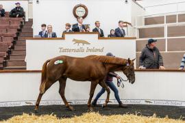 Tattersalls SYL 24 - Lot 396