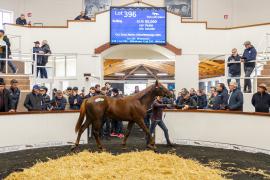 Tattersalls SYL 24 - Lot 396